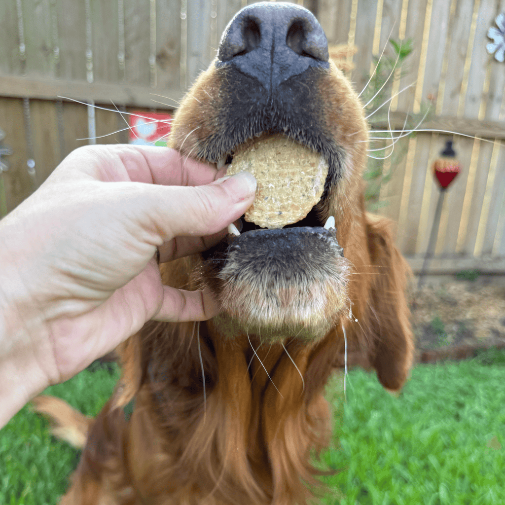 Fish Chips Snack Pack Bundles | Dog Treats for Training & Travel