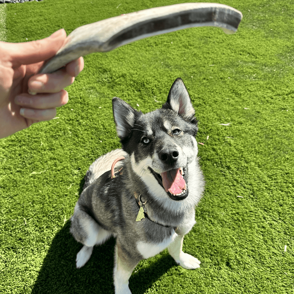 Reindeer Antler Dog Chews | Organic Chews for Dogs
