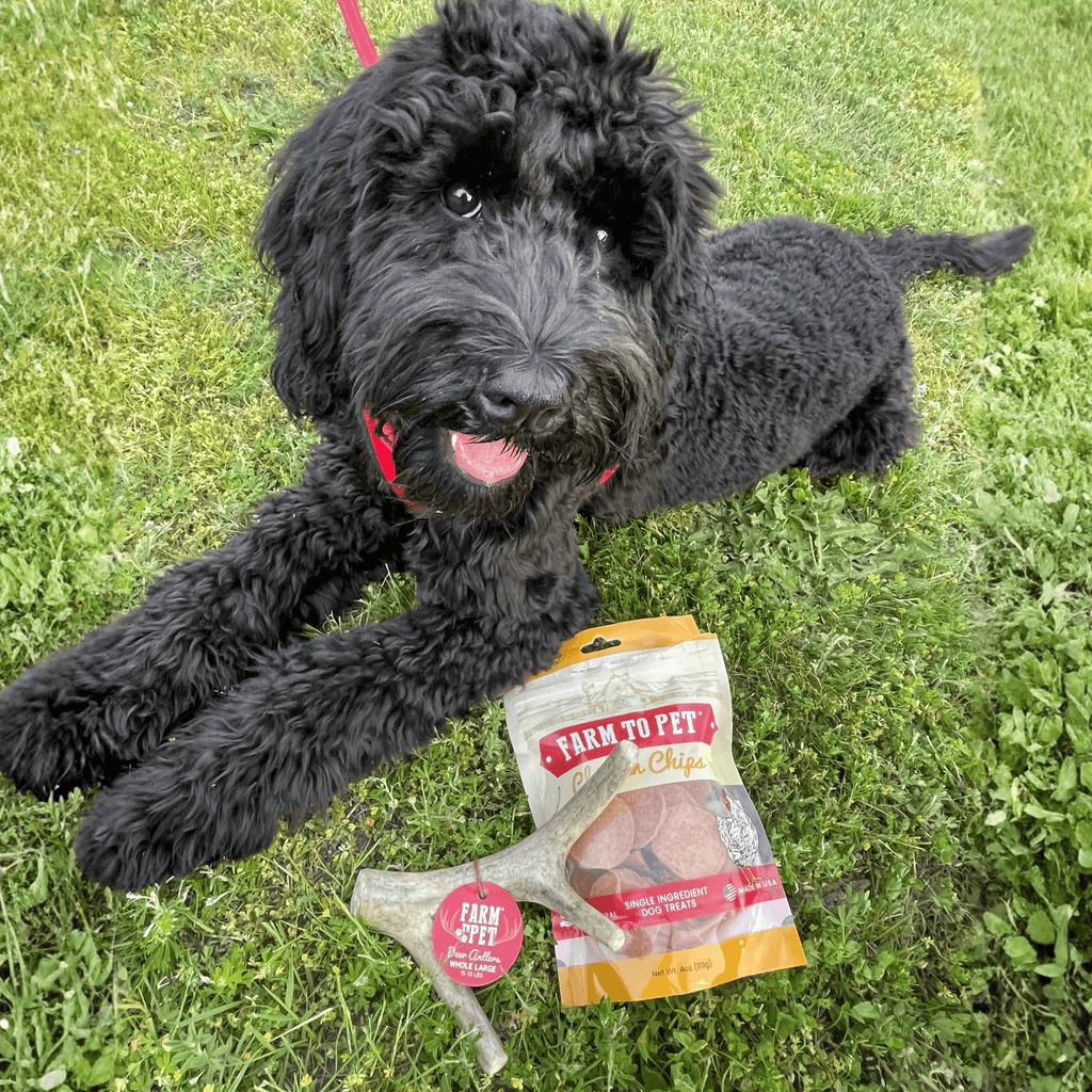 Deer Antler Dog Chews | Organic Chews for Dogs