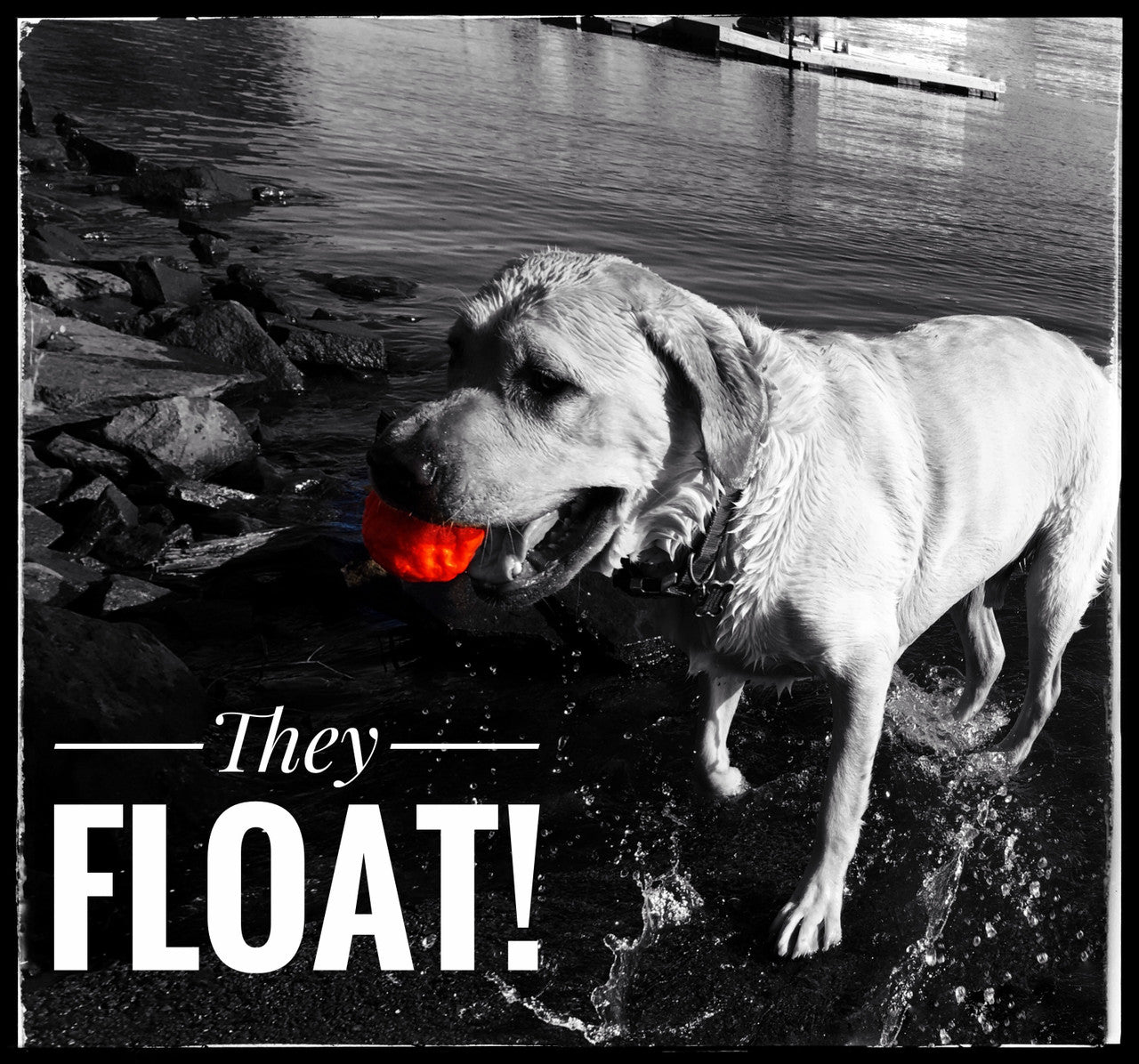 WUNDERball - Best Fetch Toy